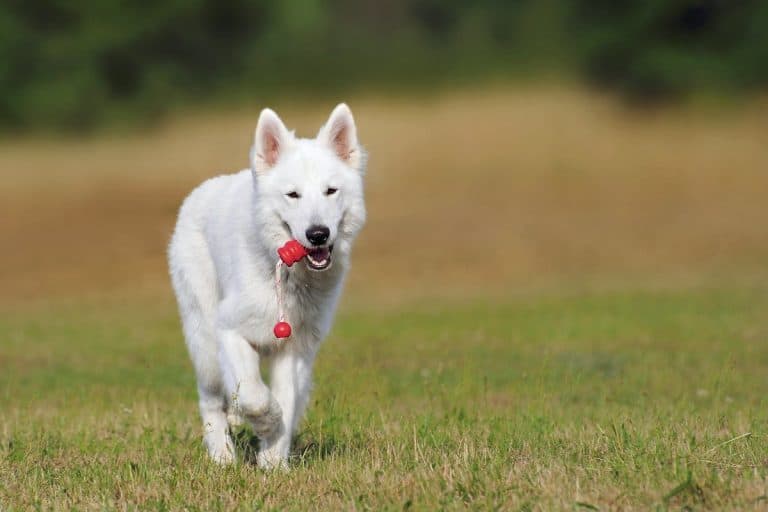 Understanding and Managing Patellar Luxation in Dogs